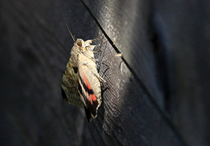 Catocala sp. (Erebidae)